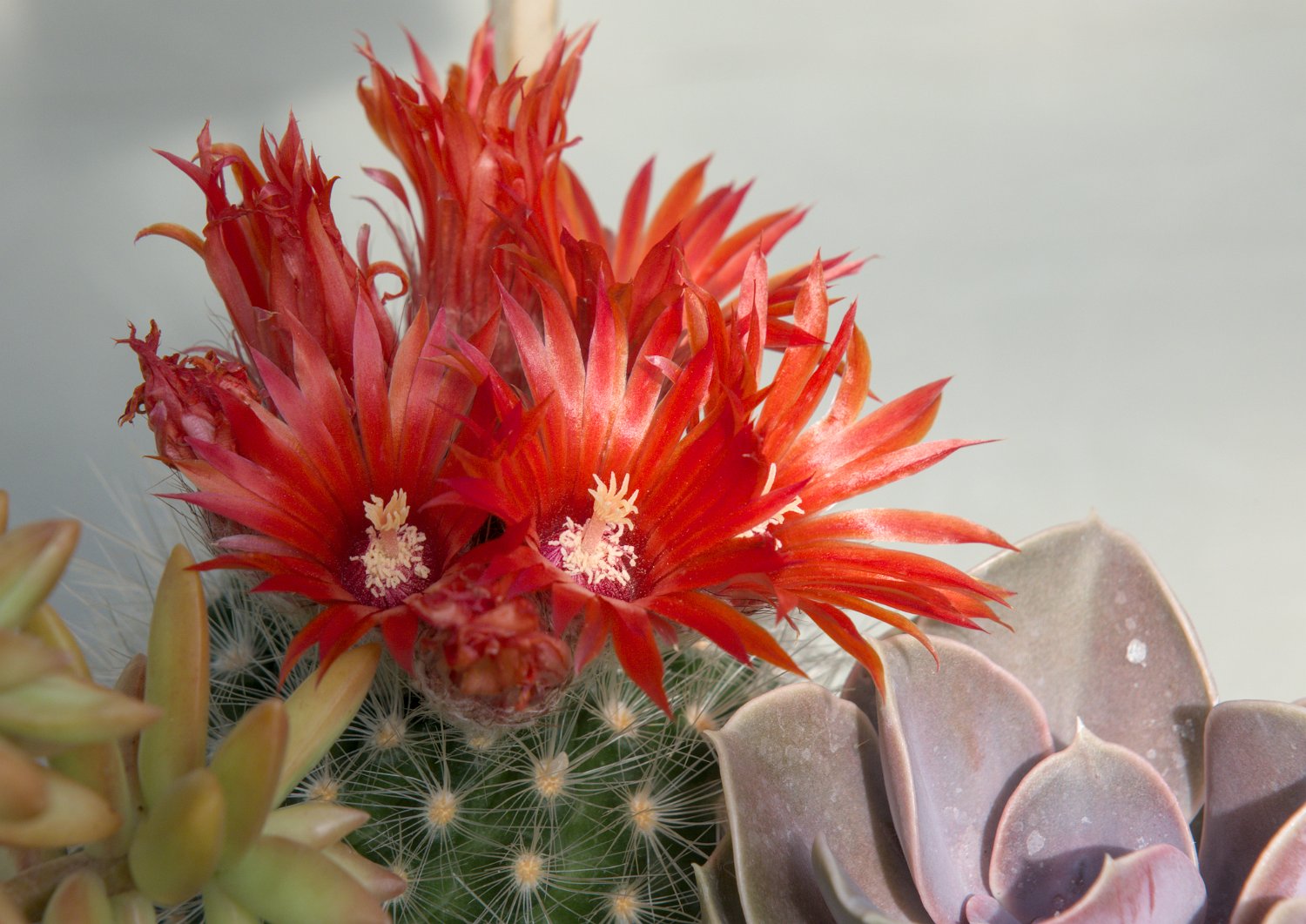 Parodia microsperma