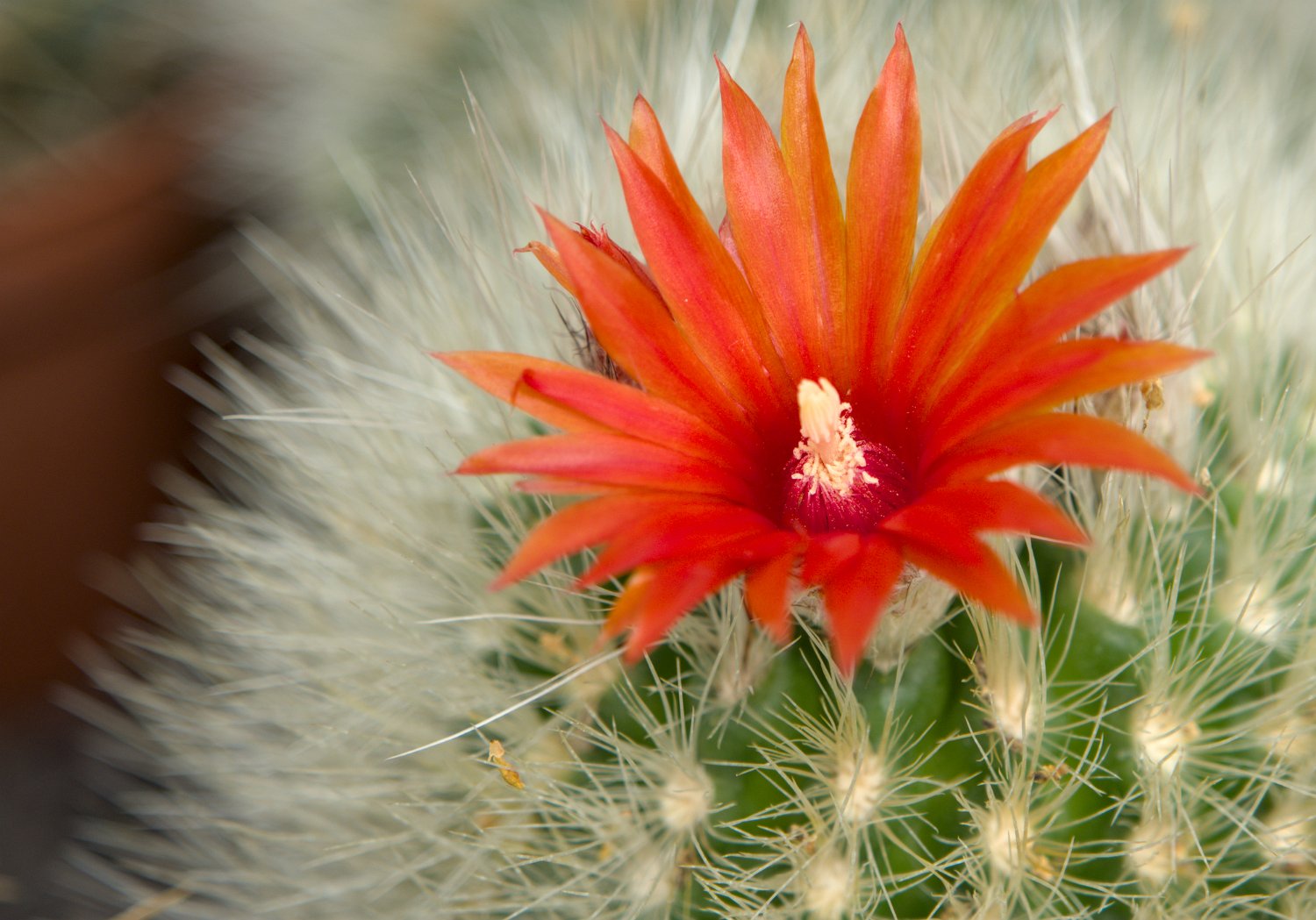 Parodia camarapana