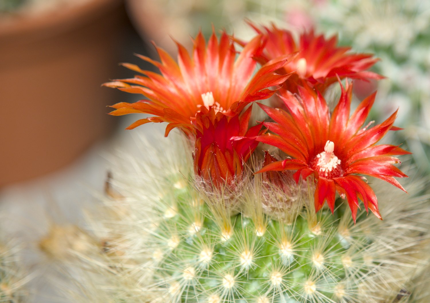 Parodia camarapana