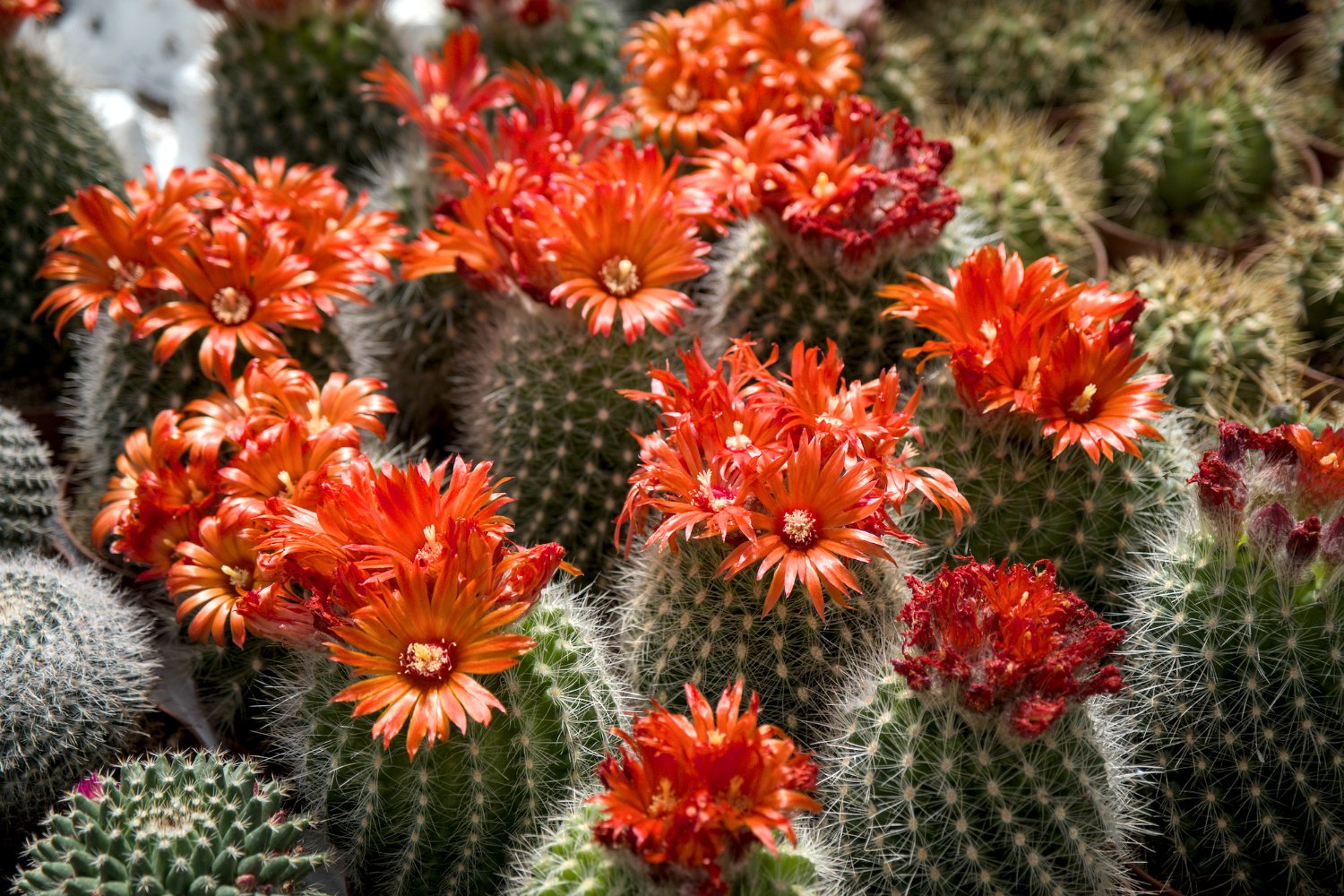 Parodia camarapana